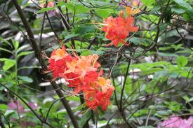Native rhododendron Native rhododendron